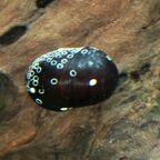 Nixenschnecke