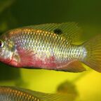 Coptodon sp. / Tilapia sp.