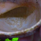 Rhinogobius duospilus - Gelege