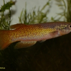 Pachypanchax omalonotus