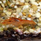 Cambarellus patzcuarensis