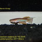 Aphyosemion castaneum "HZ 85/8"