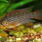Apistogramma sp. Vielfleck