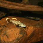 Rhinogobius zhoui