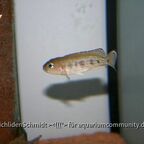 Lepidiolamprologus hecqui