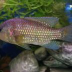 Hemichromis fasciatus