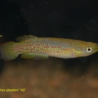 Pachypanchax playfairii "Aquariumstamm"