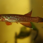 Aphyosemion australe