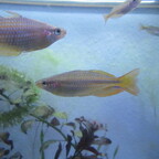 Melanotaenia trifasciata