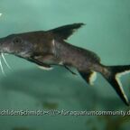 Synodontis granulosus