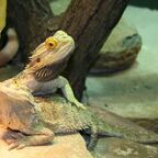 Pogona vitticeps