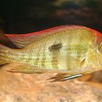 Geophagus pyrocephalus