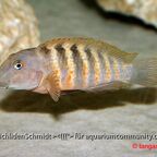 Eretmodus Bulu Point