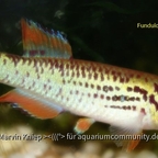 Fundulopanchax walkeri "Abidjan"
