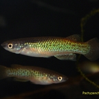 Pachypanchax varatraza Männchen