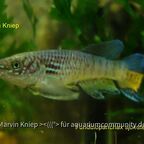 Fundulopanchax sjoestedti "Blau"