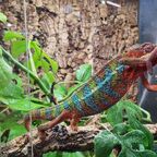 Furcifer pardalis