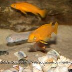 Neolamprologus leleupi Karilani