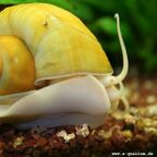 gelbe Apfelschnecke