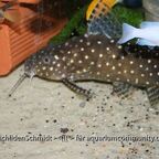 Synodontis angelicus