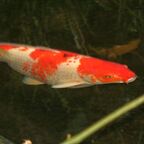 Koi