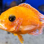 Aulonocara Firefish