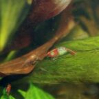 Neocaridina davidi Weibchen