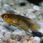 Nannacara anomala Männchen