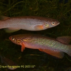 Anablepsoides igneus "Crique Fourgassier FG 2021-11"