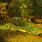 Crenicichla compressiceps (Weibchen)