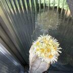 Astrophytum myriostigma