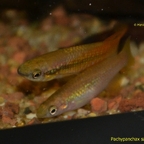 Pachypanchax sakaramyi