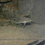 Lepidiolamprologus kendalli