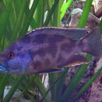 Nimbochromis livingstonii
