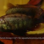 Haplochromis sp. Lake Kanyaboli