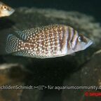 Altolamprologus calvus white