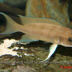 Neolamprologus longicaudatus