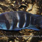 Cyphotilapia frontosa