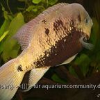 Cincelichthys pearsei