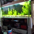 Aquarium 150x50x60 erste Bepflanzung