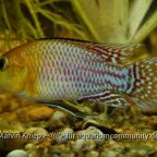 Pseudocrenilabrus nicholsi