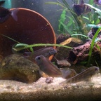 Steatocranus casuarius