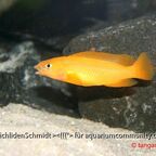 Neolamprologus leleupi Karilani