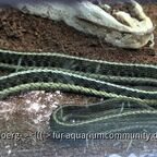 Thamnophis sirtalis sirtalis