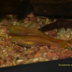Pachypanchax sakaramyi