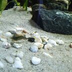 Amanogarnelen (Caridina multidentata)