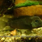 Steatocranus casuarius