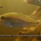 Pyxichromis orthostoma