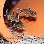 Synodontis petricola
