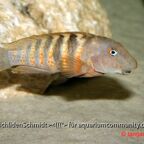 Eretmodus Bulu Point